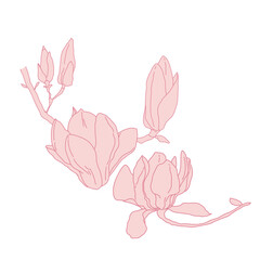 Magnolia group of flowers and buds blooming art. Hand drawn realistic detailed vector illustration. Pink line filled clipart.