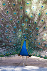 Obraz premium Paon bleu mâle déployant son impressionnant plumage