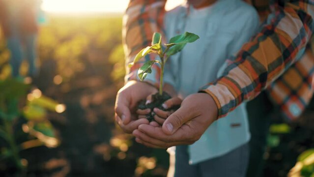 Family of farmers:hands child and parent holding young green sprout of sapling in ground. Mom waters plant on watering can on outdoor field. Agriculture, gardening, ecology, cultivation concept.