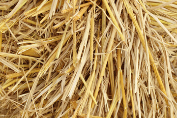 Dry straw texture for background and design art work, bales of cereal straw for cow and horse.