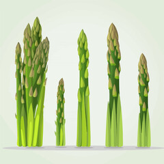 A vibrant vector illustration set of Asparagus.