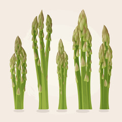 A set of vector Asparagus illustrations in a modern flat style.