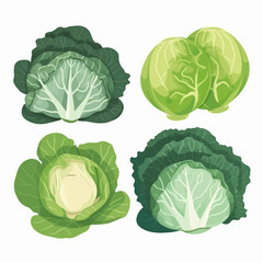 Fototapeta premium Detailed realistic cabbage and leaves vector illustrations