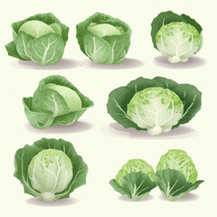 Fototapeta premium Hand-drawn cabbage and vegetable sketch illustration pack