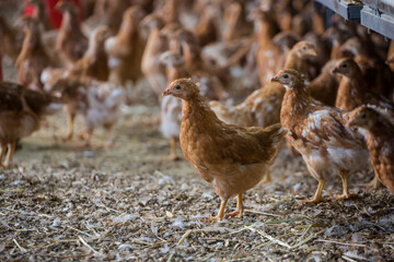 Close up image of a free range chicken on a farm in a field and in the chicken coop.