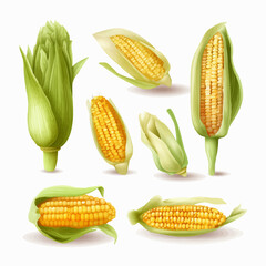 Set of hand-drawn Corn illustrations in a sketch style