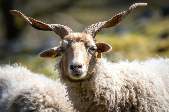 Racka sheep ewe with sprial horns, close up, looking into the camera