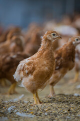Close up image of a free range chicken on a farm in a field and in the chicken coop.