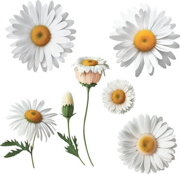 White daisy flower watercolor paint collection