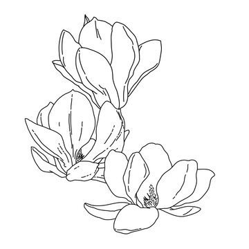 Magnolia group of flowers and buds in bloom outline art. Hand drawn realistic detailed vector illustration. Black and white clipart.