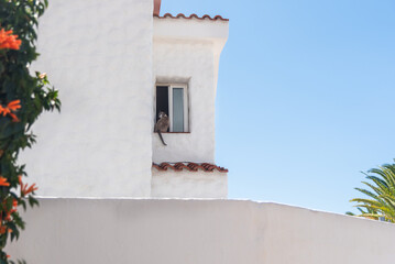 Cat is sitting on the window in Tenerife, canary islands, Spain