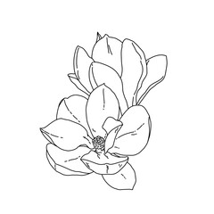 Magnolia group of flowers and buds in bloom outline art. Hand drawn realistic detailed vector illustration. Black and white clipart.
