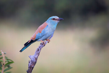 European Roller poses on a stick, greater Kruger, Timbavati, South Africa.  Out of focus agreen and brown background
