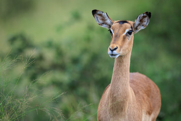 Naklejka na ściany i meble Impala portrait, frontal, with green out of focus background and copy space. on the left, taken in Greater Kruger, Timbavati, South Africa 