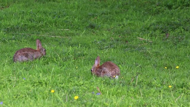 Young rabbits grazing and playing on green meadow are very shy and represent easter holidays living on a farmland meadow free and wild as shy baby rabbits hunted by predators like foxes and falcons