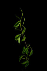 Young green birch leaves on a black background. Graceful beautiful branch. Close up