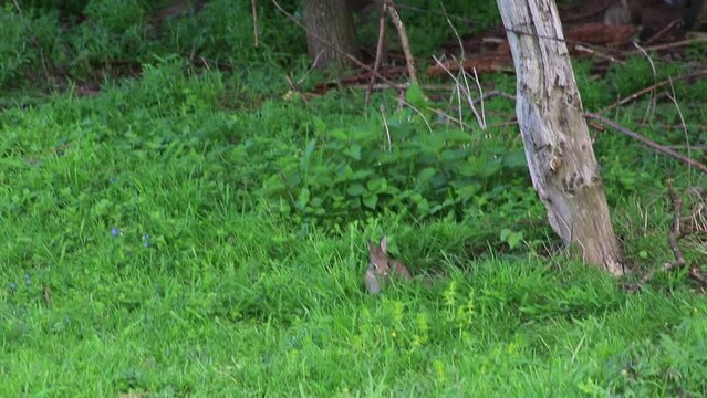 Young rabbits grazing and playing on green meadow are very shy and represent easter holidays living on a farmland meadow free and wild as shy baby rabbits hunted by predators like foxes and falcons