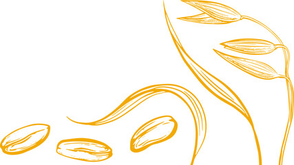 Oats grain, plant. Hand drawn pattern 