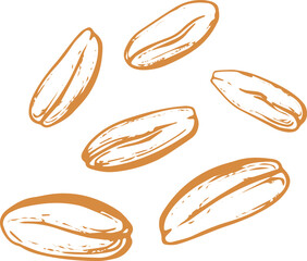 Oats grain, plant. Hand drawn pattern 