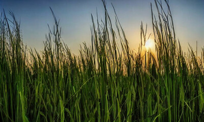 Obraz premium A field with the sun in the background. The countryside is vast and open, with tall green grasses stretching to the horizon. The sun is setting, its soft golden glow covering everything. Generative AI