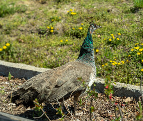 peacock in the park