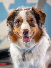 Australian Shepherd Portrait