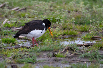 Haematopus ostralegus - Oystercatcher - Huitrier pie
