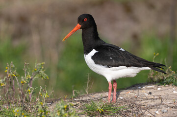 Haematopus ostralegus - Oystercatcher - Huitrier pie