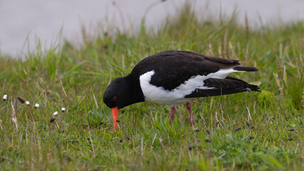 Haematopus ostralegus - Oystercatcher - Huitrier pie