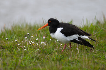 Haematopus ostralegus - Oystercatcher - Huitrier pie