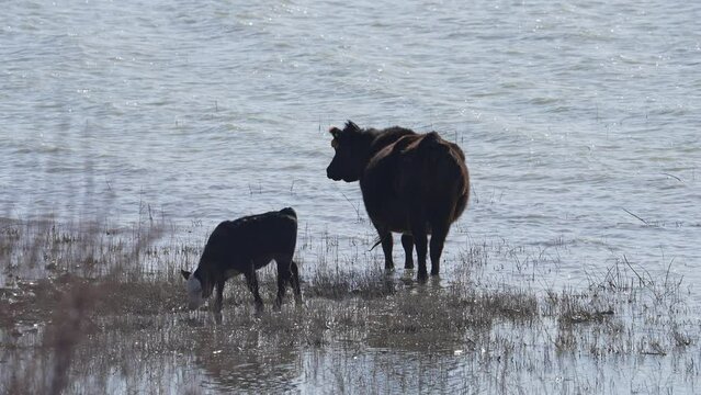 Pregnant cow and calf wading through the shoreline on Utah Lake during Spring.
