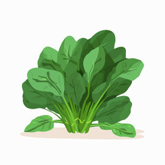 Set of vector illustrations showcasing the versatility of spinach in smoothies and juices.