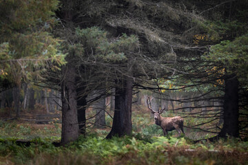 la silhouette d'un cerf élaphe à travers des troncs de sapin dans une forêt en bourgogne