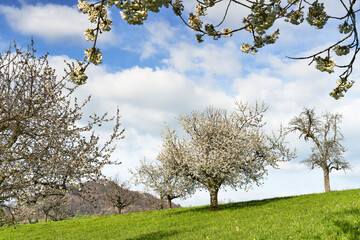 Kirschblütenzeit im Schwarzbubenland