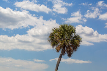 Palm Tree and Clouds
