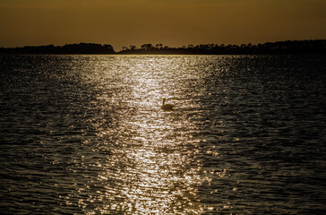Backlit Pelican in Sunlight on Water