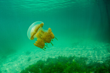 Jellyfish Lake on Kakaban Island - Maratua Atoll