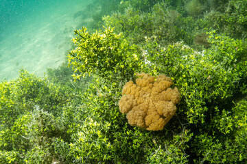 Jellyfish Lake on Kakaban Island - Maratua Atoll