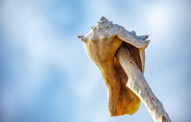 Welk Shell on Driftwood