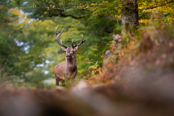 Un Cerf élaphe aux bois cassés en forêt pendant la période du brame