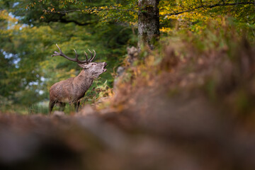 Un Cerf élaphe aux bois cassés en forêt pendant la période du brame