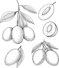 Marian plum hand drawn illustration