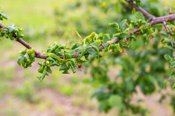 diseased fruit tree branch with twisted leaves. Insect leafworm pests and fungal diseases