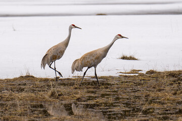 Sandhill Cranes