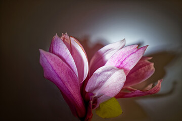 Pink magnolia flower isolated on the dark background with full depth of field