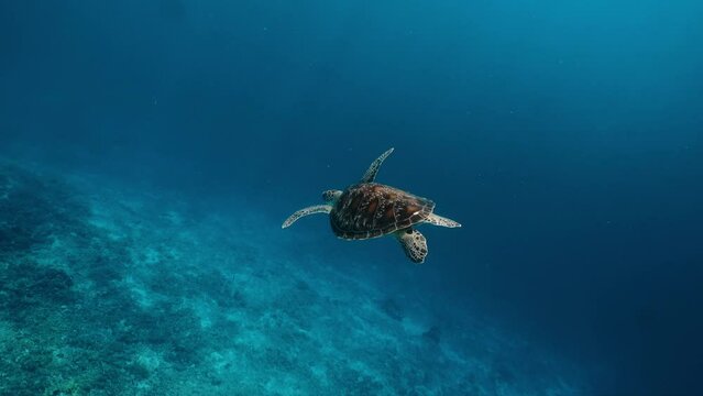 Marine life tropical turtle in wild nature. Sea turtle slowly swiming in blue water through sunlight. Scuba on wildlife. Underwater serene swiming beautiful green turtle in sea alone with nature.