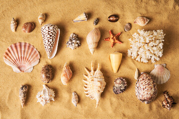 Fototapeta na wymiar Collection of different seashells and starfish on sandy beach background