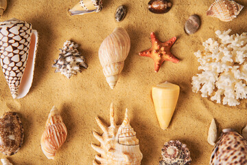 Collection of different seashells and starfish on sandy beach background