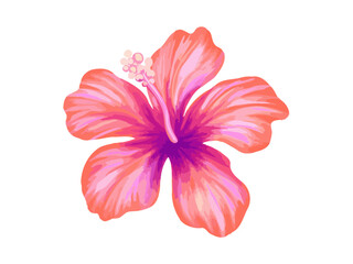 Fototapeta na wymiar Hibiscus illustration. Vibrant pink tropical flower. Realistic botanical high quality hand drawn painting isolated on white.
