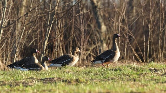 Small group of Greater white-fronted goose resting on a springtime pasture with fresh grass during migration stop in Estonia, Northern Europe	
